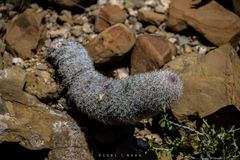 Mammillaria pottsii