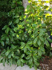 Rhododendron ponticum