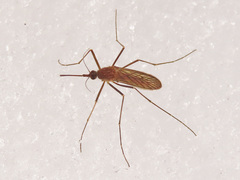 Culiseta morsitans