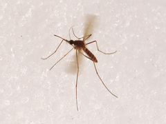 Culiseta morsitans