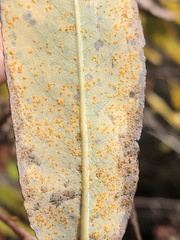 Melampsora epitea