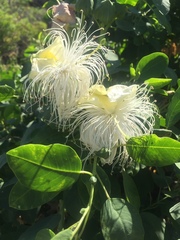 Capparis sandwichiana
