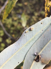 Aculus