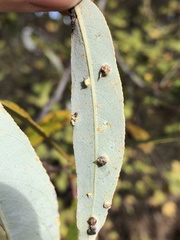 Aculus