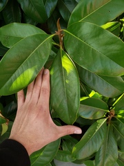 Rhododendron ponticum