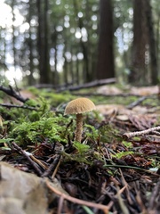 Cystoderma amianthinum rugosoreticulatum