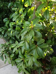 Rhododendron ponticum