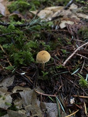 Cystoderma amianthinum rugosoreticulatum