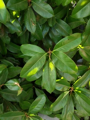 Rhododendron ponticum