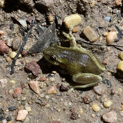 Litoria quiritatus