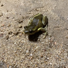 Litoria quiritatus