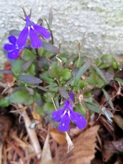 Lobelia