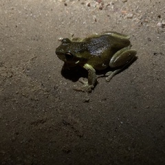 Litoria quiritatus