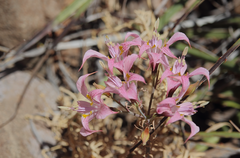 Alstroemeria pallida