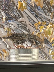 Sturnus vulgaris