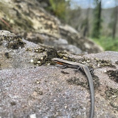 Acritoscincus platynotus