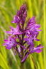 Anacamptis × duquesneyi - Photo (c) Léonard, some rights reserved (CC BY-NC), uploaded by Léonard