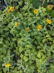 Lipochaeta integrifolia