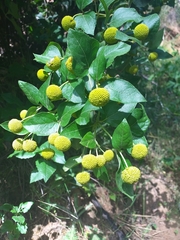 Podanthus ovatifolius