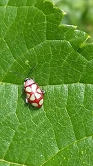 Omophoita magniguttis