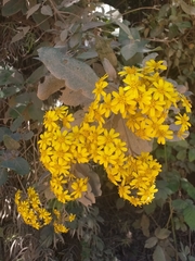 Acrisione