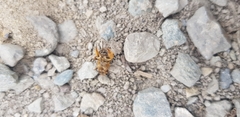 Leioproctus fulvescens