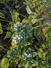 Heliotropium anomalum