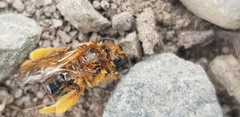Leioproctus fulvescens