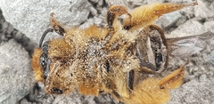 Leioproctus fulvescens