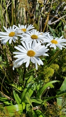 Dolichoglottis scorzoneroides