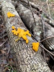 Tremella mesenterica image