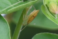 Pentatomidae