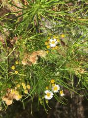 Darwiniothamnus tenuifolius