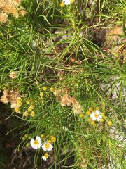 Darwiniothamnus tenuifolius