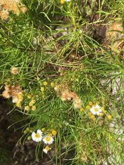 Darwiniothamnus tenuifolius