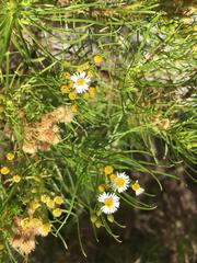 Darwiniothamnus tenuifolius
