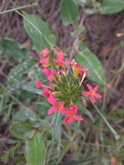 Collomia biflora
