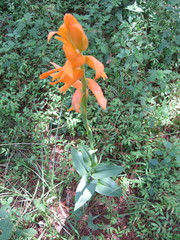 Dichromanthus aurantiacus