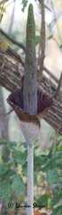 Amorphophallus