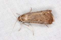 Tathorhynchus fallax