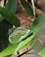 Leptophobia aripa balidia