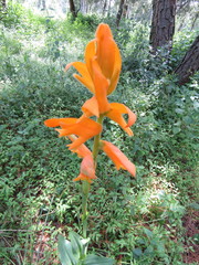 Dichromanthus aurantiacus