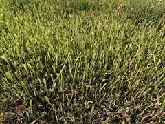 Lilaeopsis carolinensis