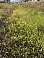 Lilaeopsis carolinensis