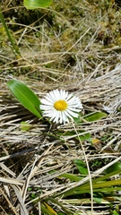 Celmisia verbascifolia