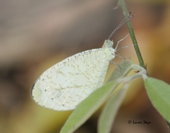 Leptosia alcesta inalcesta