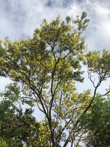Diphysa americana - Whole tree
