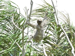 Bradypus variegatus tapajoensis