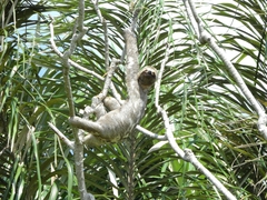 Bradypus variegatus tapajoensis