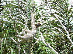 Bradypus variegatus tapajoensis